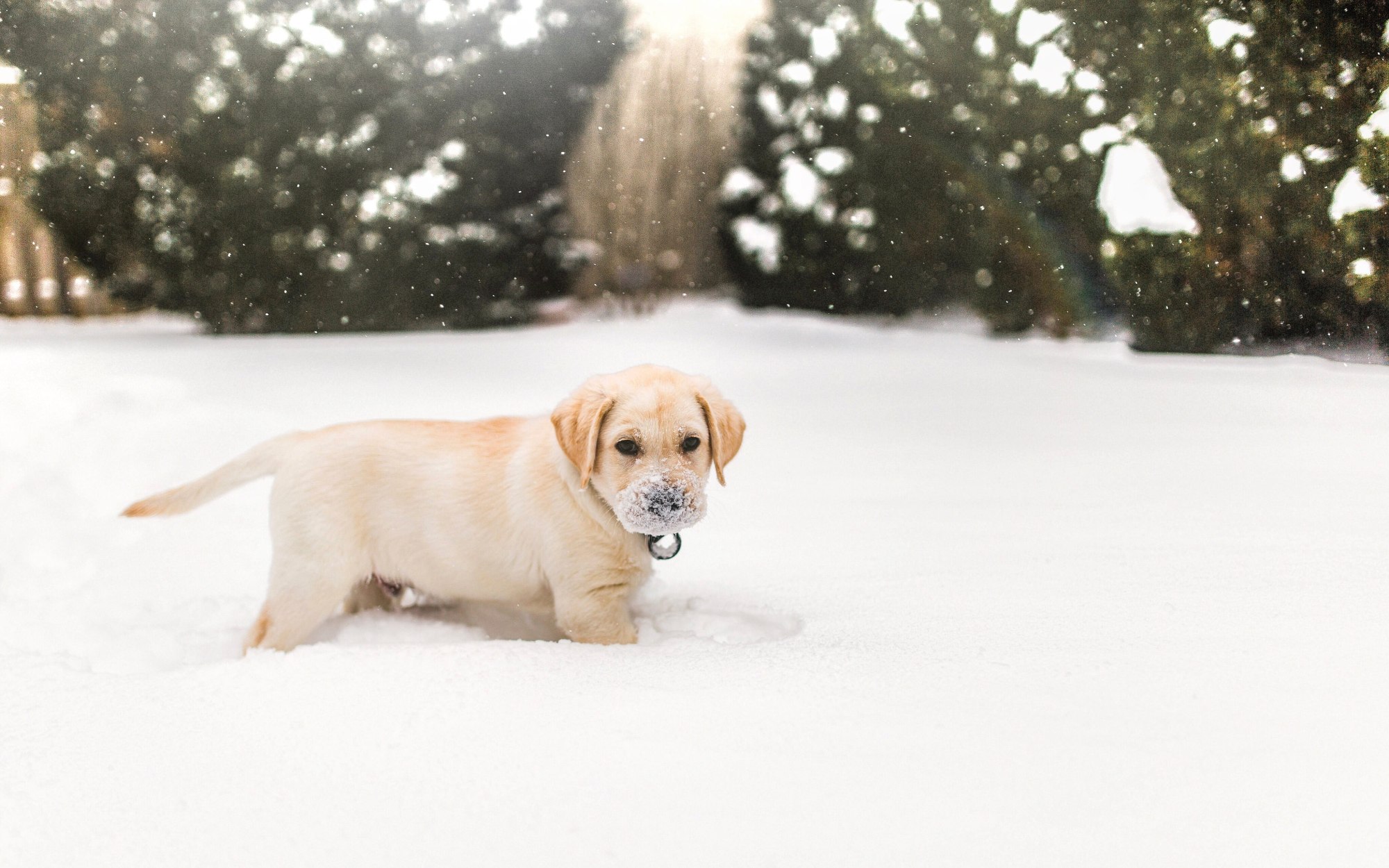 Zimní komfort pro čtyřnohé parťáky: jak mazlíčkům dopřát pohodu i v mrazech