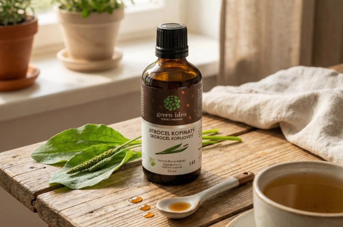 Jitrocel: zelený obvaz i sirup na průdušky