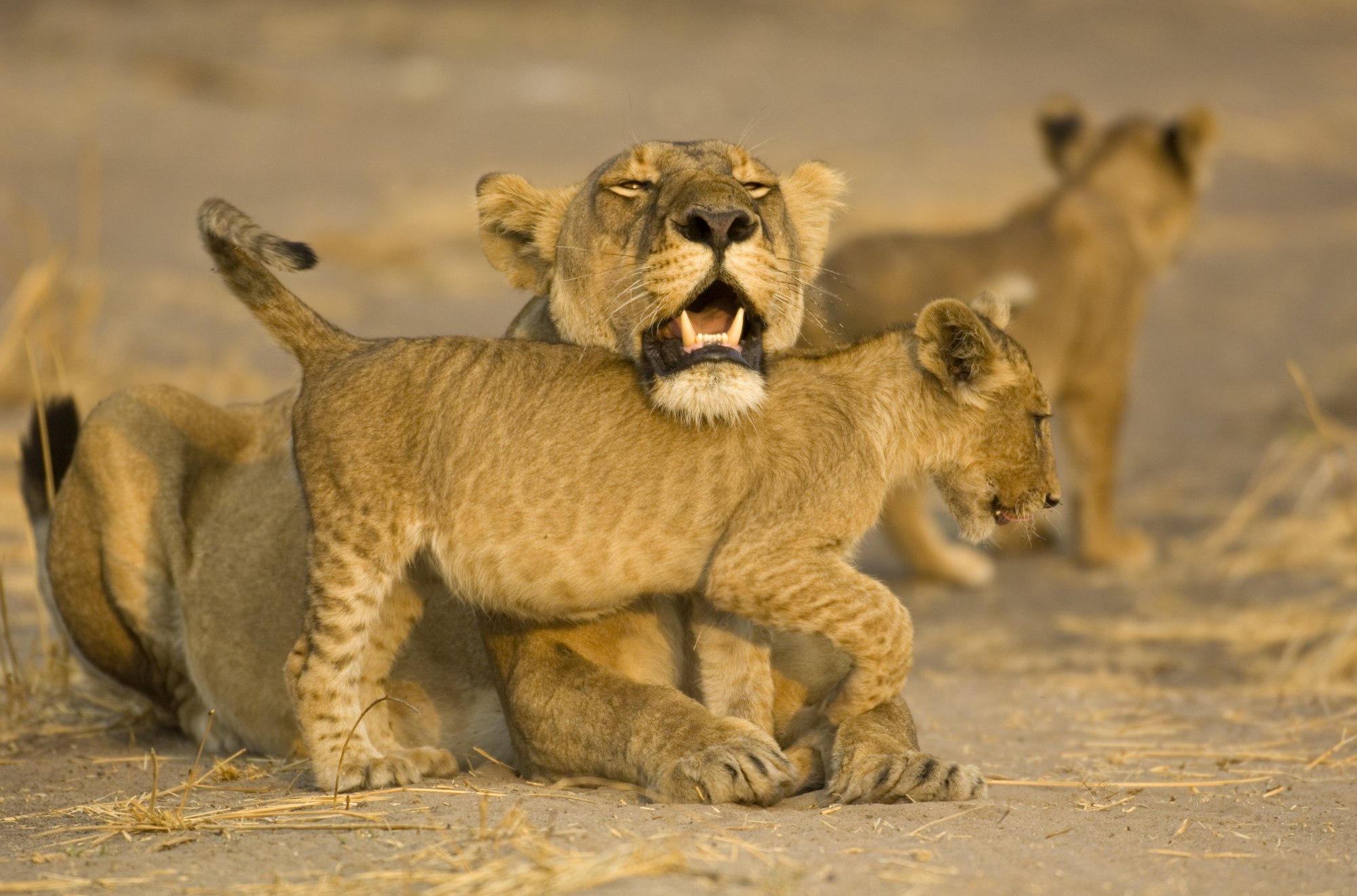 Tanzanie na míru: safari, šimpanzi i soukromý ostrov s andBeyond