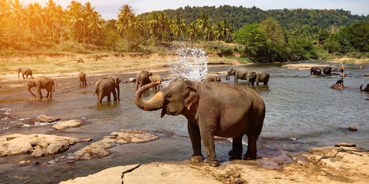 sloni sanctuary